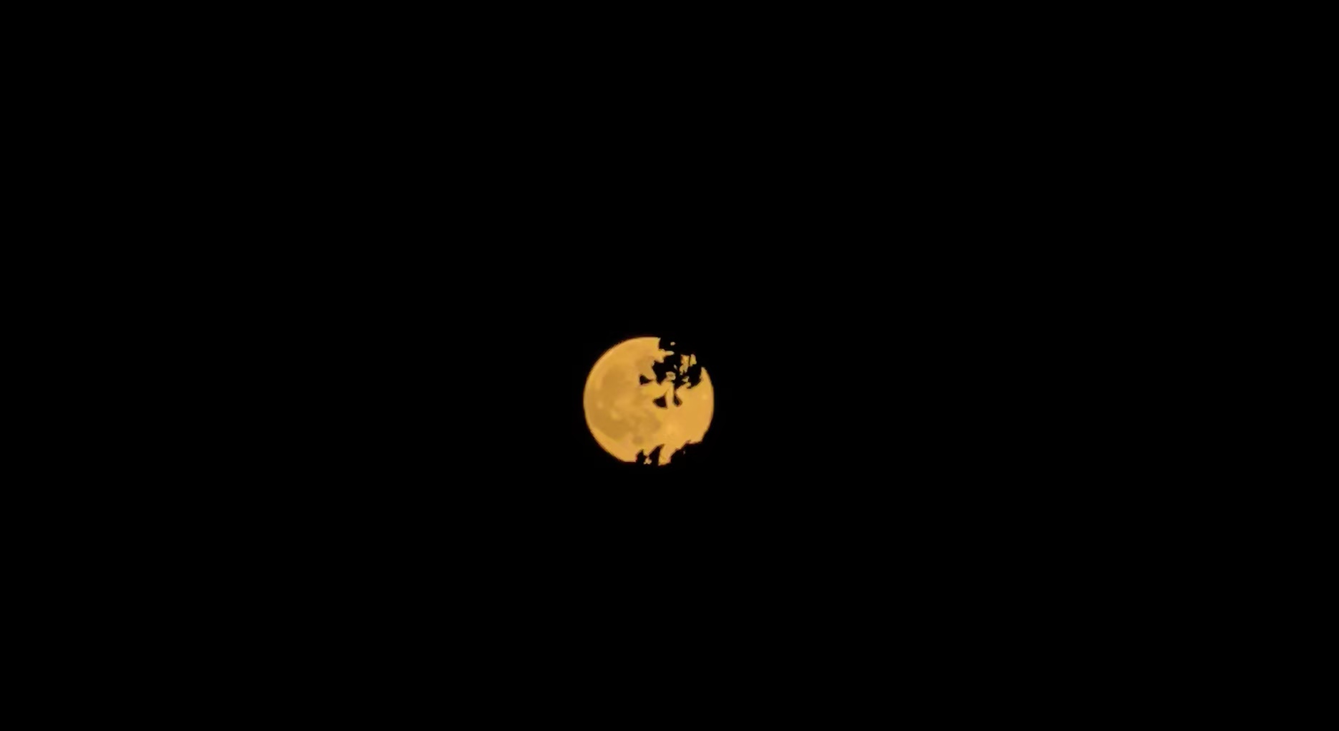中秋圆月:一轮橙黄的满月悬在墨色夜空里,几片树叶的剪影斜掠月边